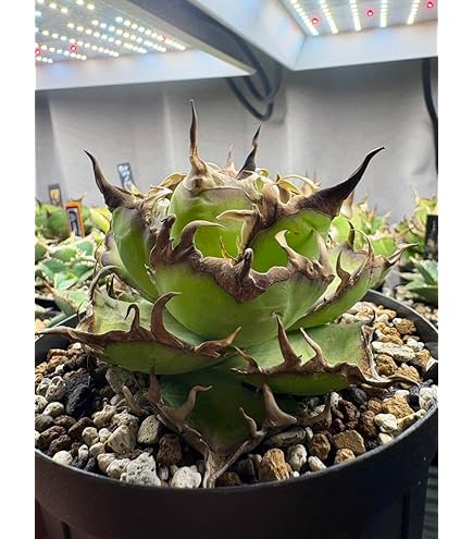 アガベ チタノタ シャック Yahoo!オークション - アガベ チタノタ ' シャック ' Agave titanota '